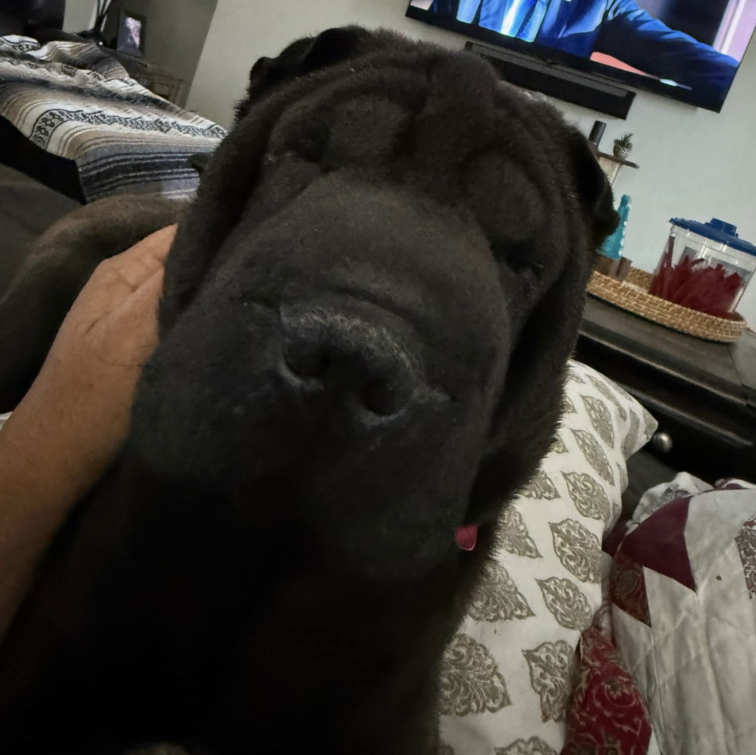 Daisy, an adoptable Shar-Pei in Idaho Falls, ID, 83404 | Photo Image 2