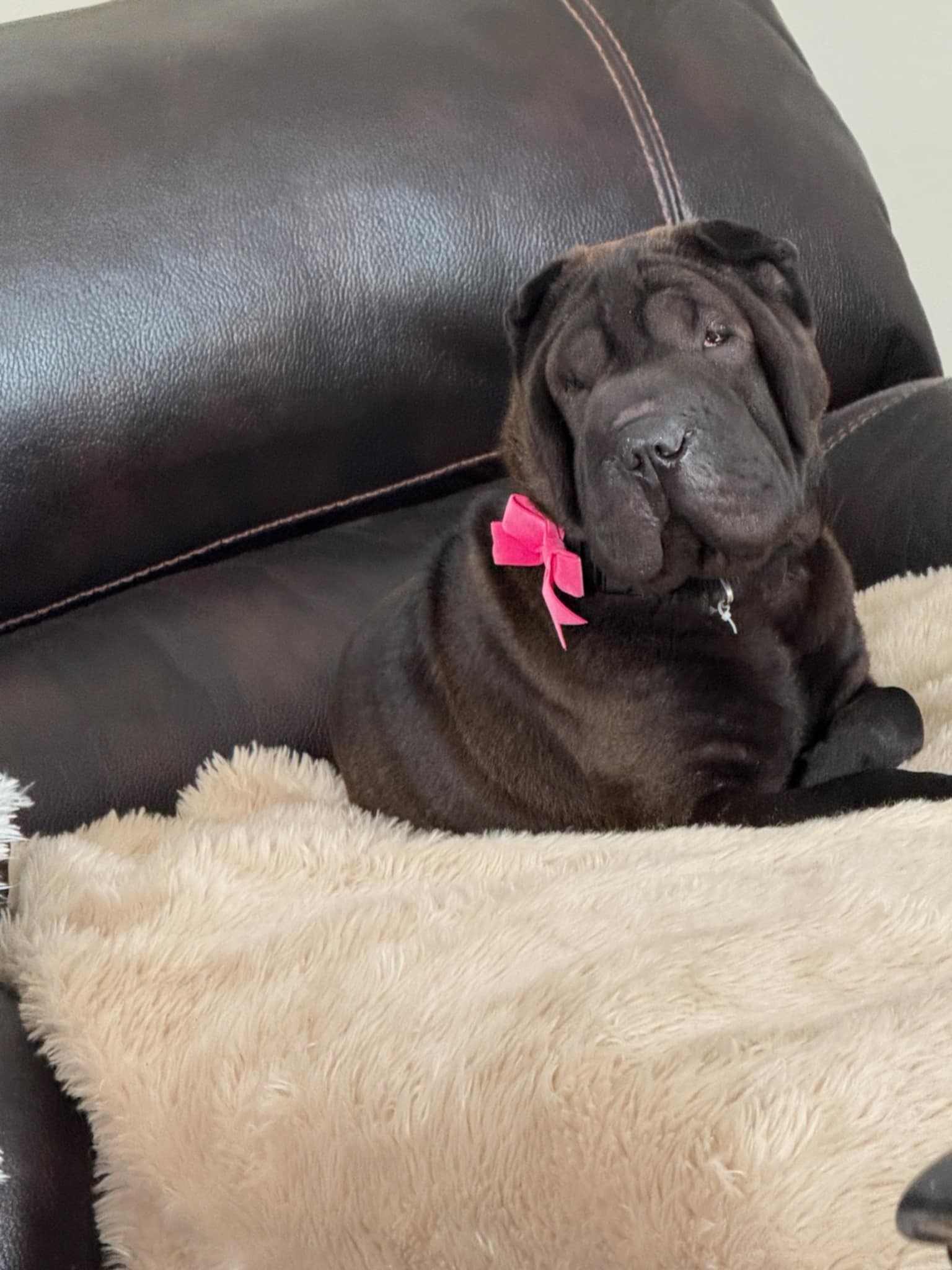 Daisy, an adoptable Shar-Pei in Idaho Falls, ID, 83404 | Photo Image 3