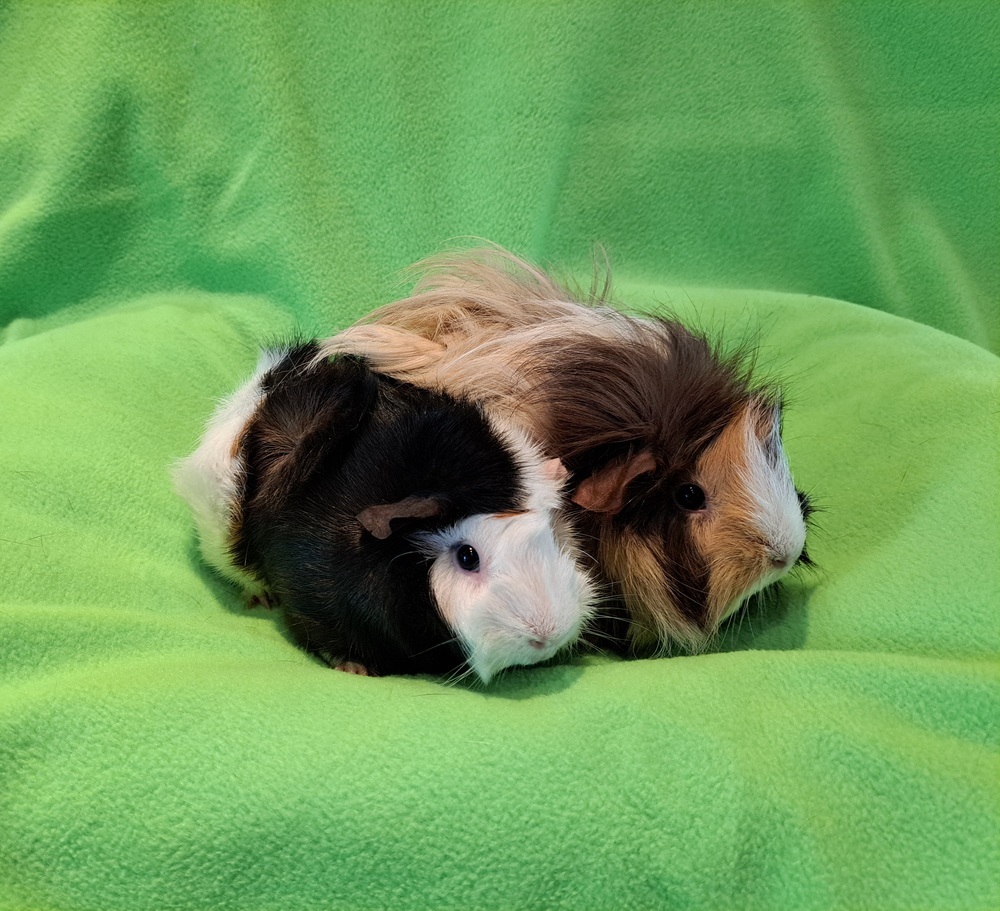 Amelia and Sophia