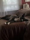 REMI #5 photo 3