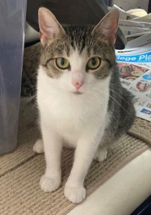 Yarrow- Must Apply in Person, Adult Female Tabby