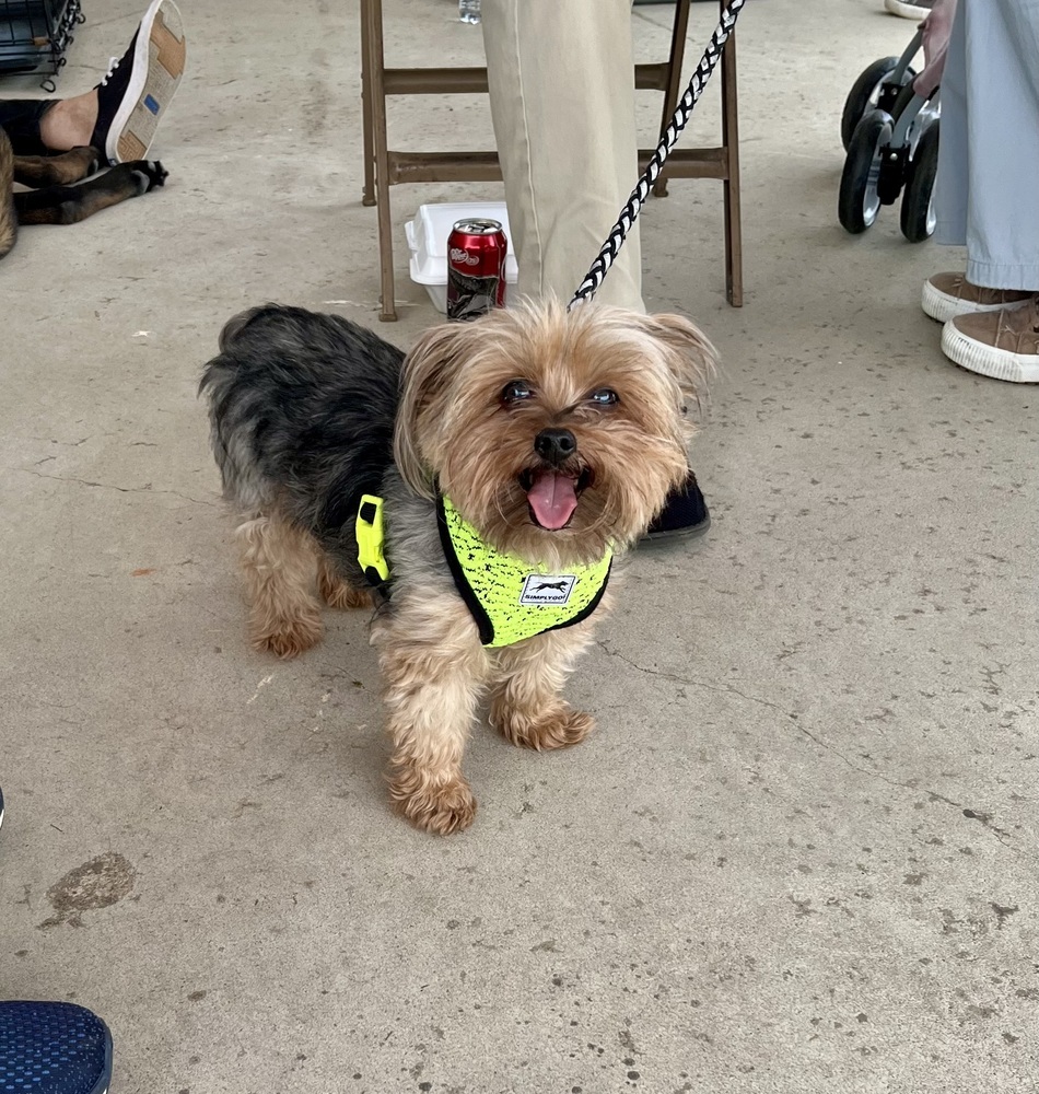 Chewie