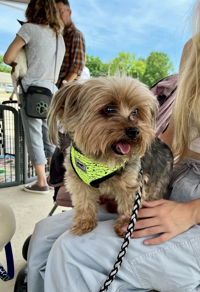 Chewie