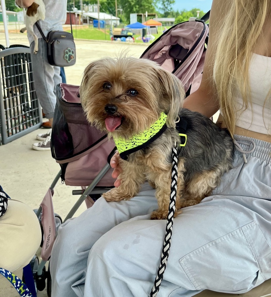 Chewie