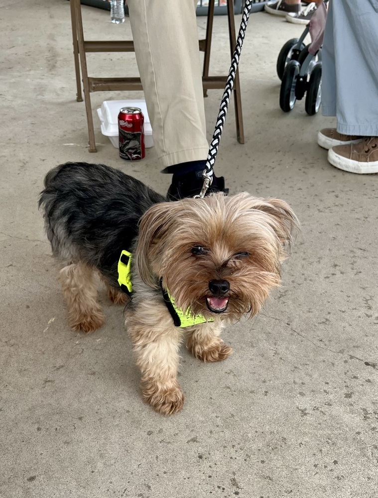 Chewie