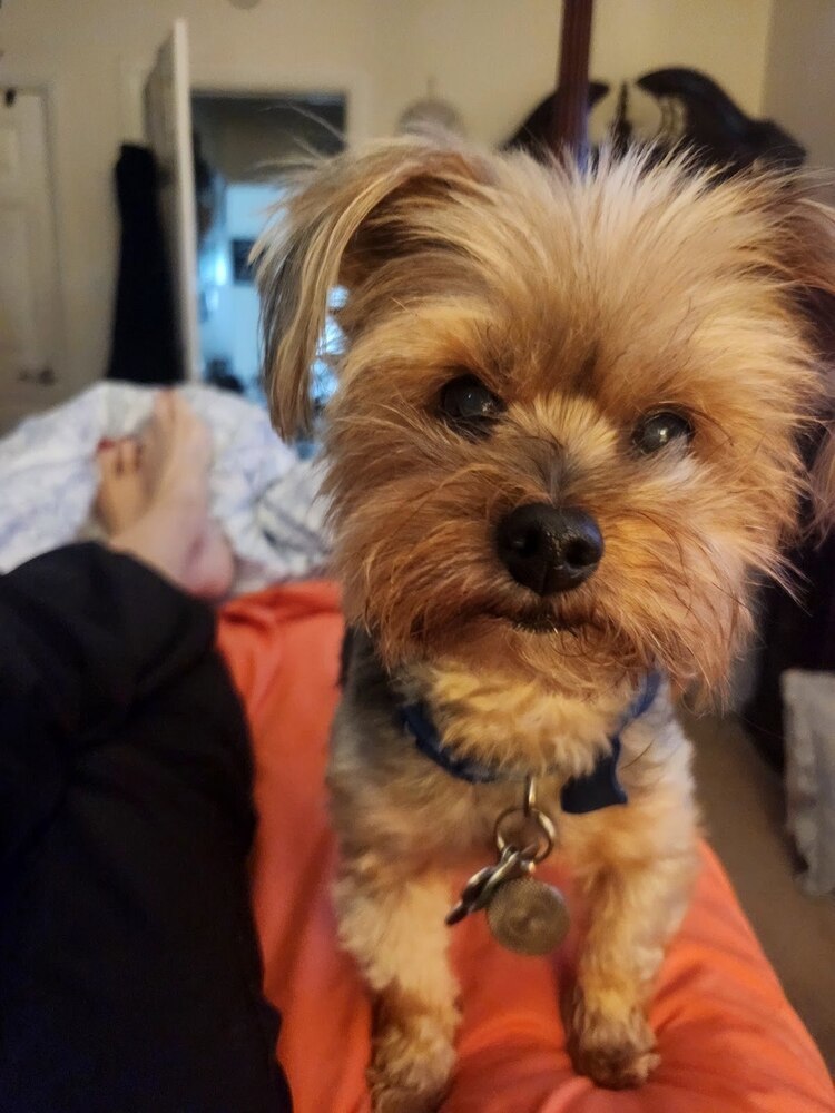 Chewie