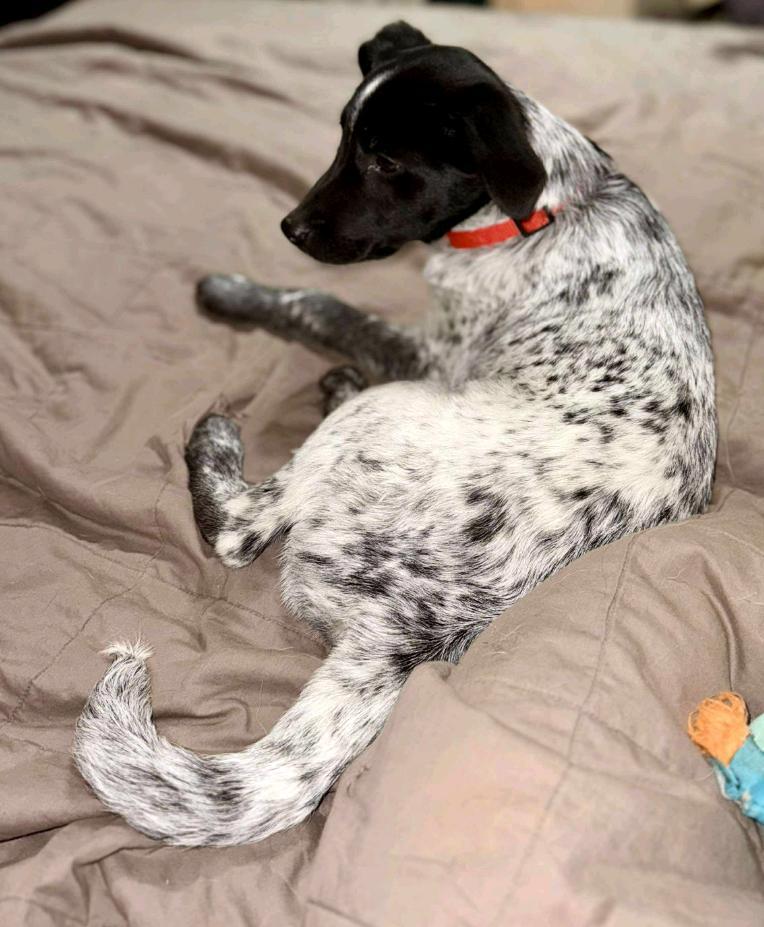 Boots - Beautiful Pup!!