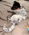 Boots - Beautiful Pup!! photo 1