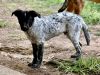 Boots - Beautiful Pup!! photo 2