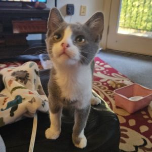 Keola ( SC), Young Female Tuxedo