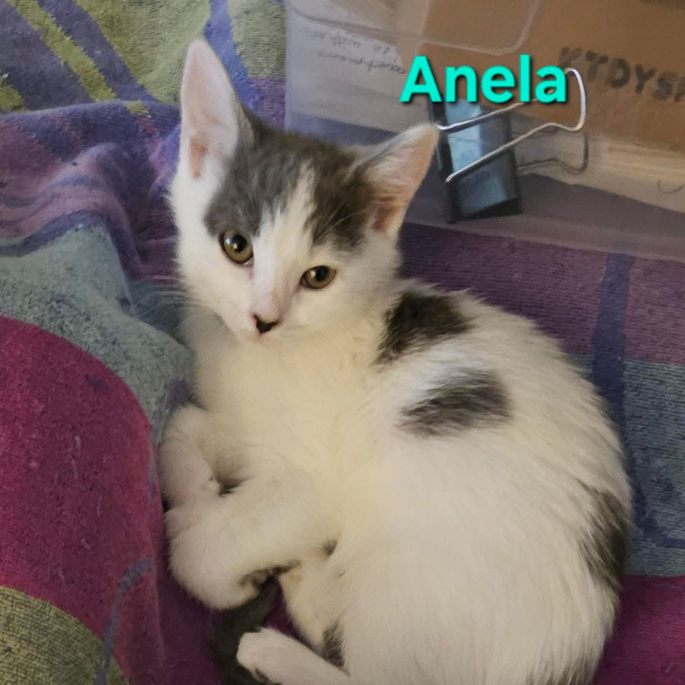 Anela ( SC)