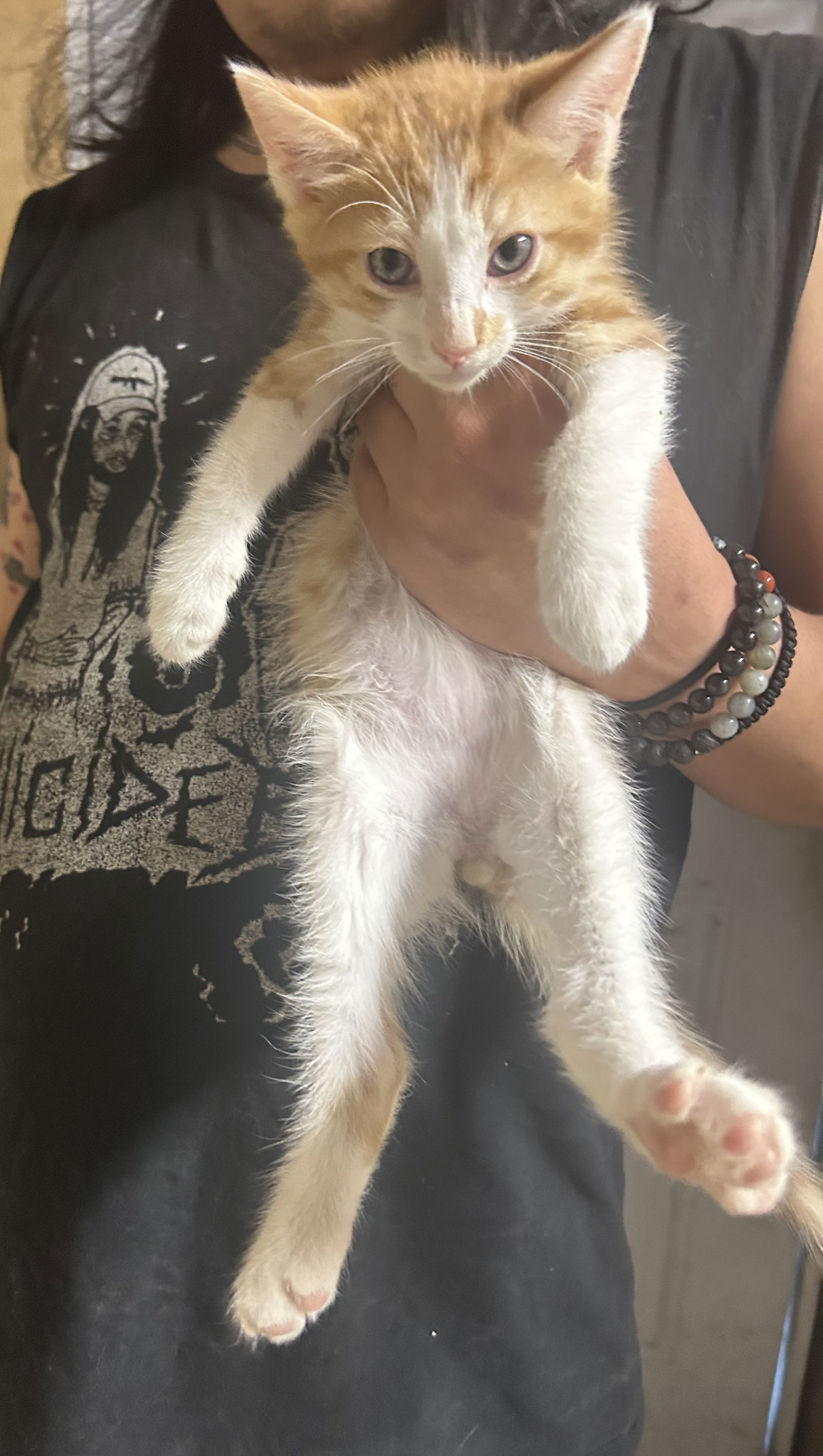 Purrsey Napa Petco