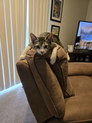 Moe, Young Male Domestic Short Hair