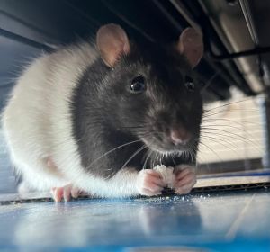 Matka Baby Girl Four, Adult Female Rat
