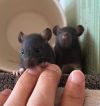 Matka Baby Girl Four photo 6