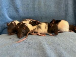 Majka Baby Girl One, Adult Female Rat