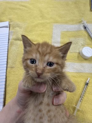 Salami, Baby Male Domestic Short Hair