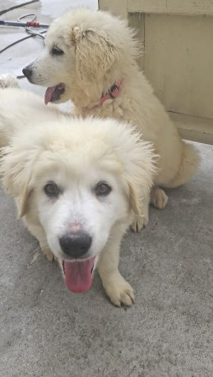 Meet Gemini A charming 10-week-old Great Pyrenees girl spayed and full of love Shes curious gen