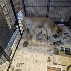 All dogspuppies will be spayedneutered unless spayneuter contract is signed with additional depos