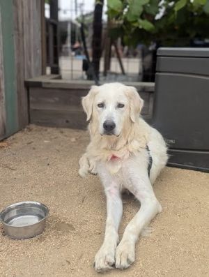 Libra is a beautiful Pyrenees momma and ready to be someones beloved companion after giving so much