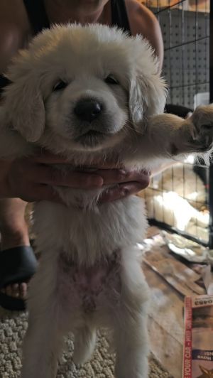 grey All dogspuppies will be spayedneutered unless spayneuter contract is signed with additional 