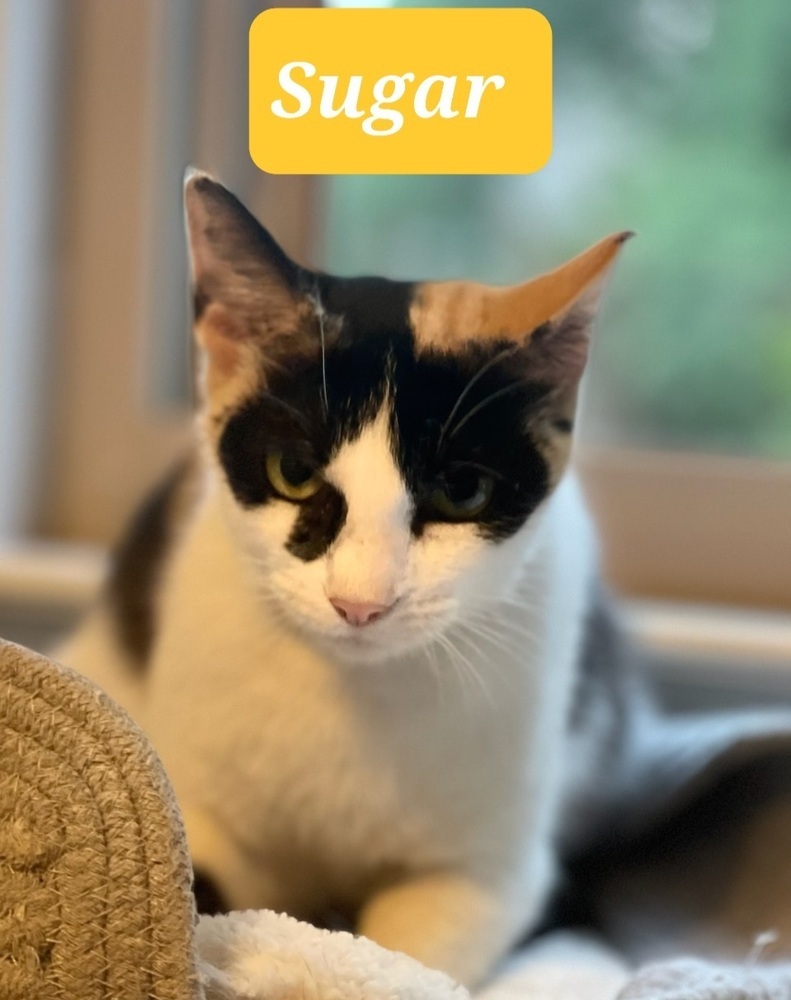 Sugar 5484