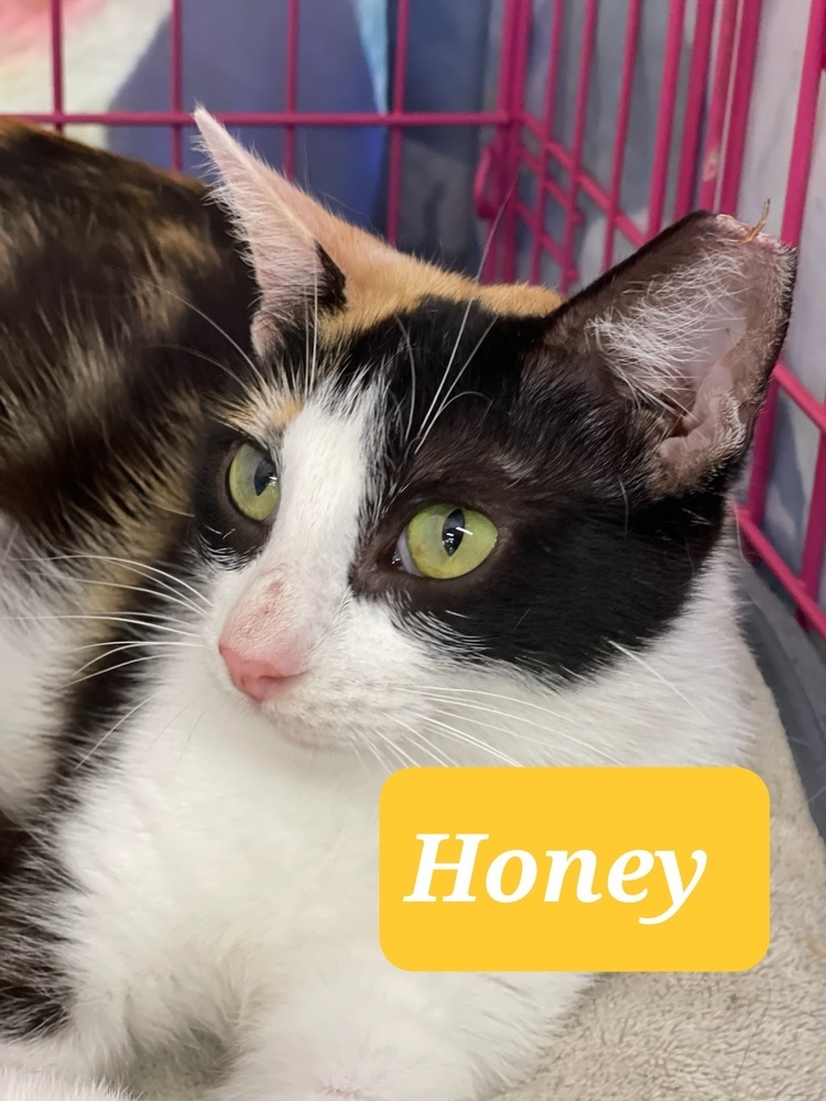 Honey 3775