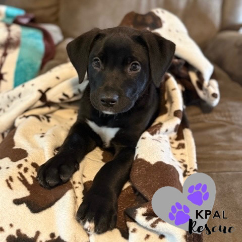 Hippo - Safari Litter, an adoptable Bernese Mountain Dog, Mixed Breed in Kenai, AK, 99611 | Photo Image 2
