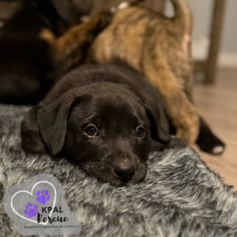 Hippo - Safari Litter, an adoptable Bernese Mountain Dog, Mixed Breed in Kenai, AK, 99611 | Photo Image 3