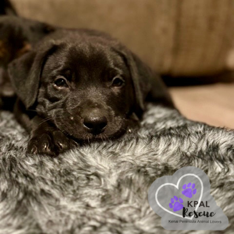 Hippo - Safari Litter, an adoptable Bernese Mountain Dog, Mixed Breed in Kenai, AK, 99611 | Photo Image 4