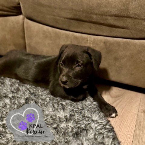 Hippo - Safari Litter, an adoptable Bernese Mountain Dog, Mixed Breed in Kenai, AK, 99611 | Photo Image 5