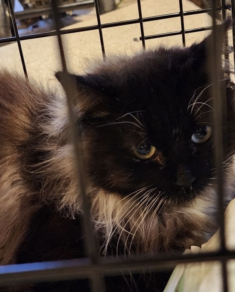 Rocky Road, an adoptable Domestic Long Hair in Boone, CO, 81025 | Photo Image 1