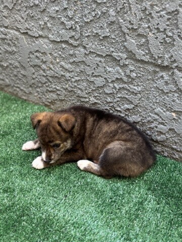 Sable