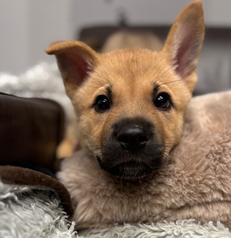 Arturo