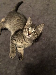 Chessie