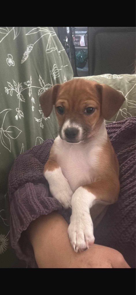 Bambi