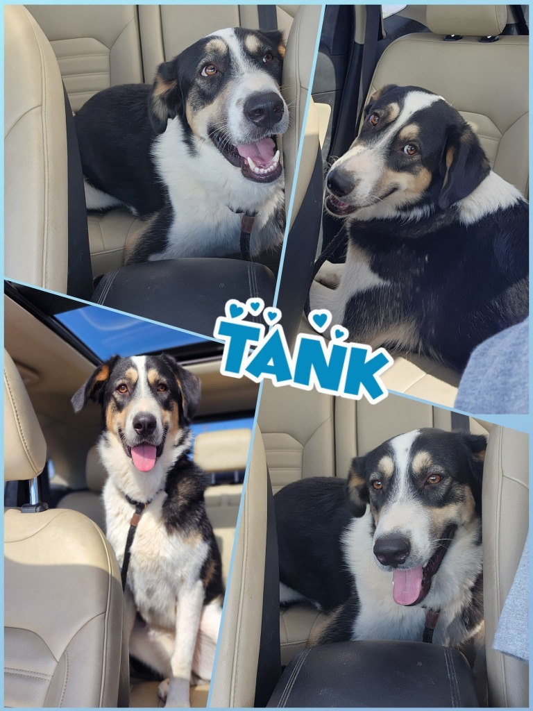 Tank the Shepherd