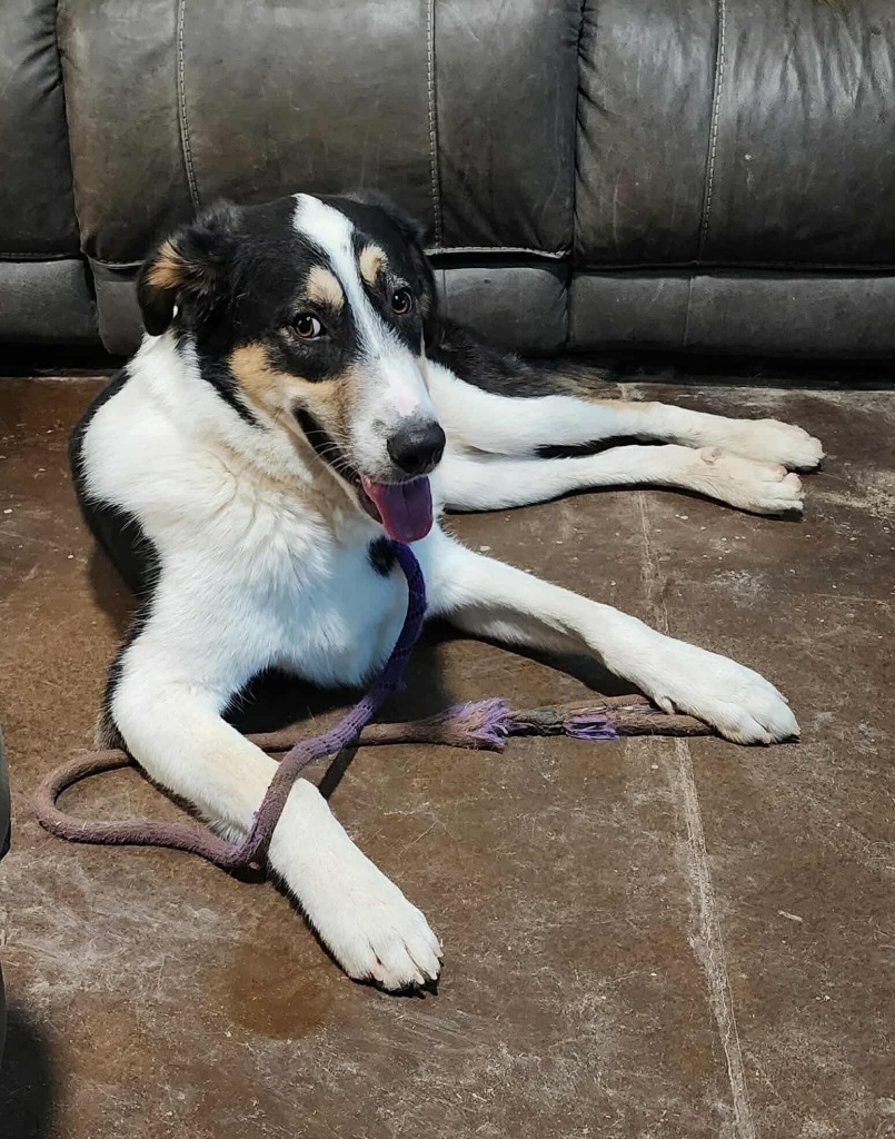 Tank the Shepherd