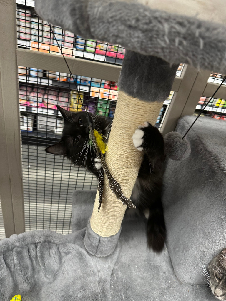 Raven (Zuzu), an adoptable Domestic Long Hair in Calgary, AB, T3S 0C5 | Photo Image 1