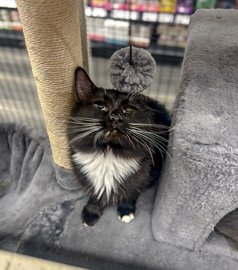 Raven (Zuzu), an adoptable Domestic Long Hair in Calgary, AB, T3S 0C5 | Photo Image 2