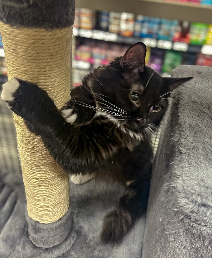 Raven (Zuzu), an adoptable Domestic Long Hair in Calgary, AB, T3S 0C5 | Photo Image 3
