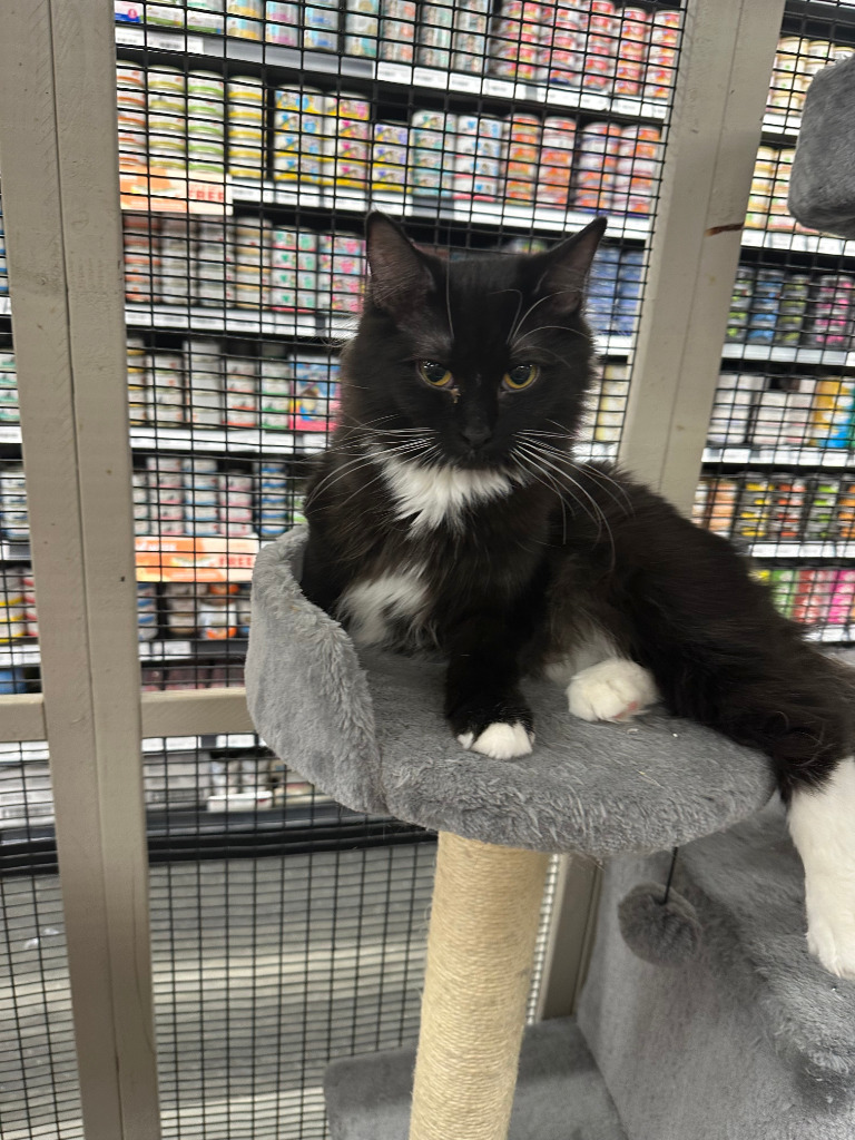 Raven (Zuzu), an adoptable Domestic Long Hair in Calgary, AB, T3S 0C5 | Photo Image 4