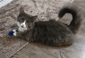 Merlin, Young Male Domestic Medium Hair