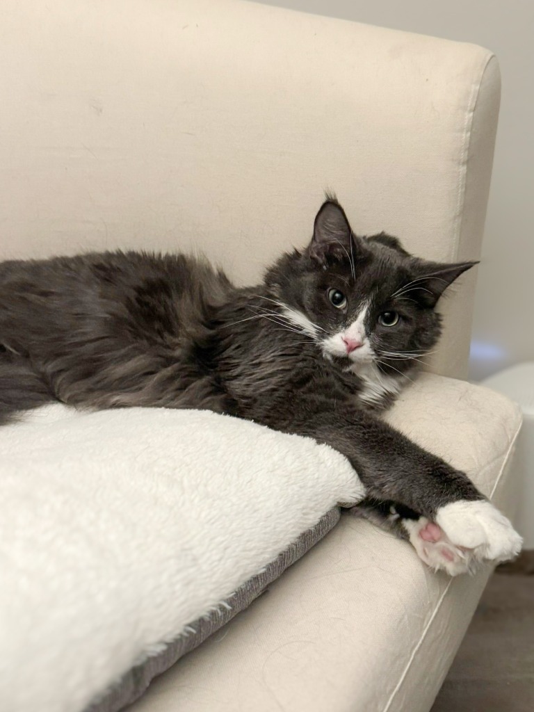 Merlin, an adoptable Domestic Medium Hair in Calgary, AB, T3S 0C5 | Photo Image 2