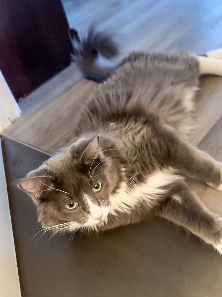 Merlin, an adoptable Domestic Medium Hair in Calgary, AB, T3S 0C5 | Photo Image 3