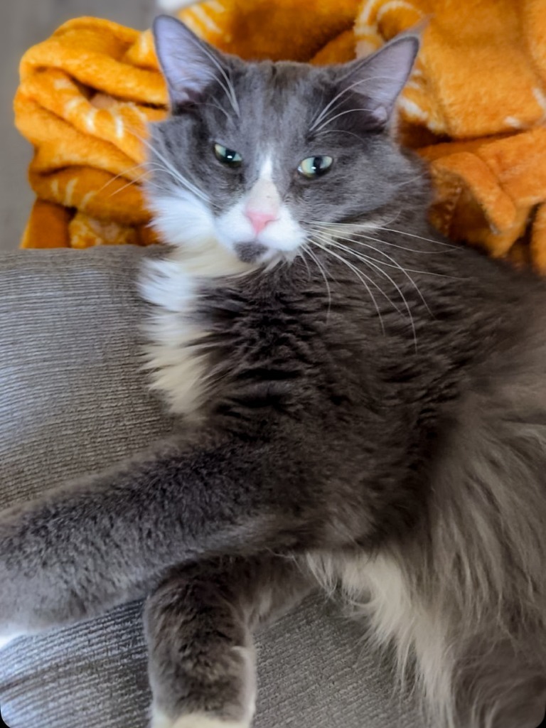 Merlin, an adoptable Domestic Medium Hair in Calgary, AB, T3S 0C5 | Photo Image 4