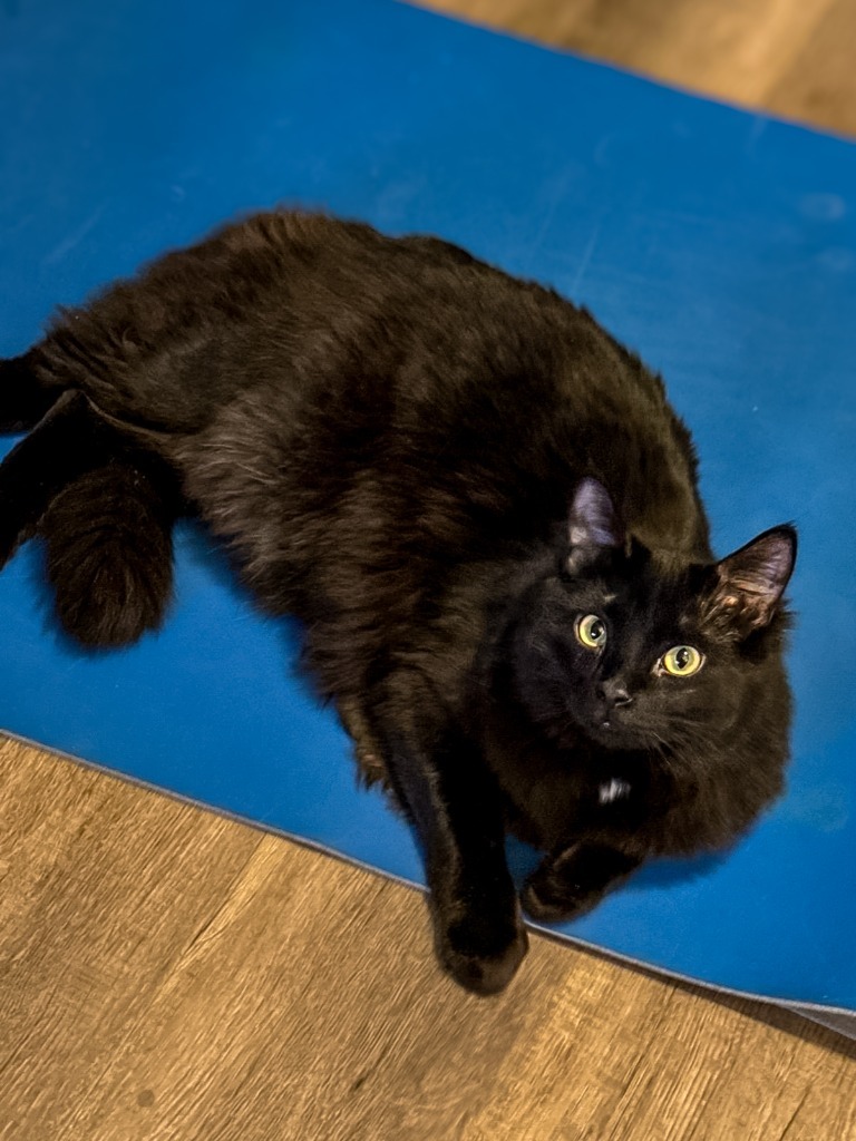 Jett, an adoptable Domestic Long Hair in Calgary, AB, T3S 0C5 | Photo Image 1