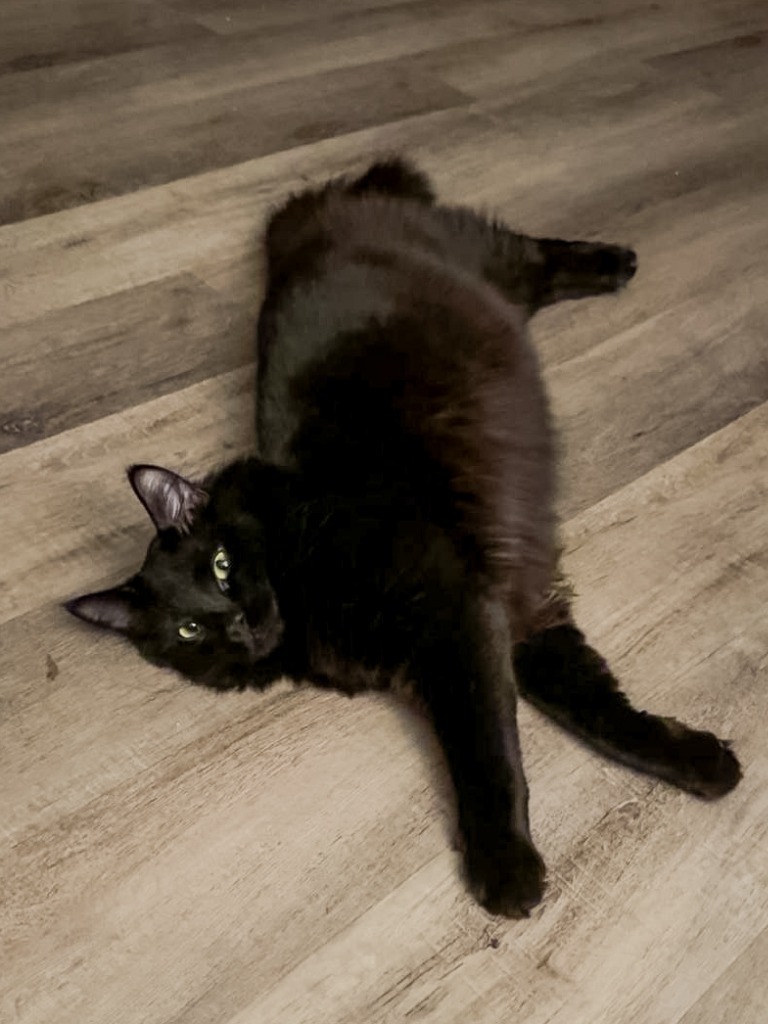 Jett, an adoptable Domestic Long Hair in Calgary, AB, T3S 0C5 | Photo Image 2