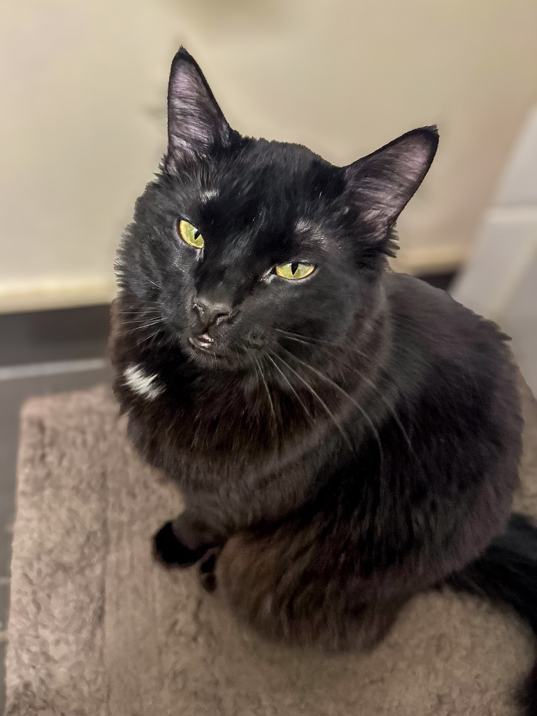 Jett, an adoptable Domestic Long Hair in Calgary, AB, T3S 0C5 | Photo Image 3