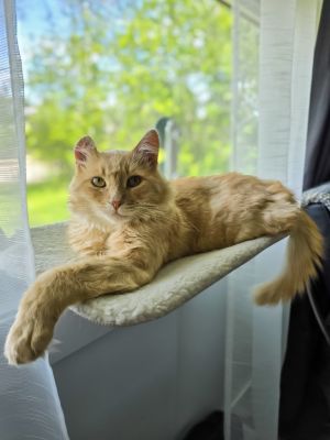 Creamsicle (Cheddar), Adult Male Domestic Medium Hair